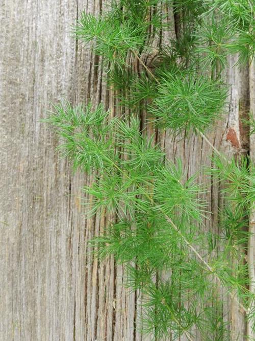  MING FERN  GREENS